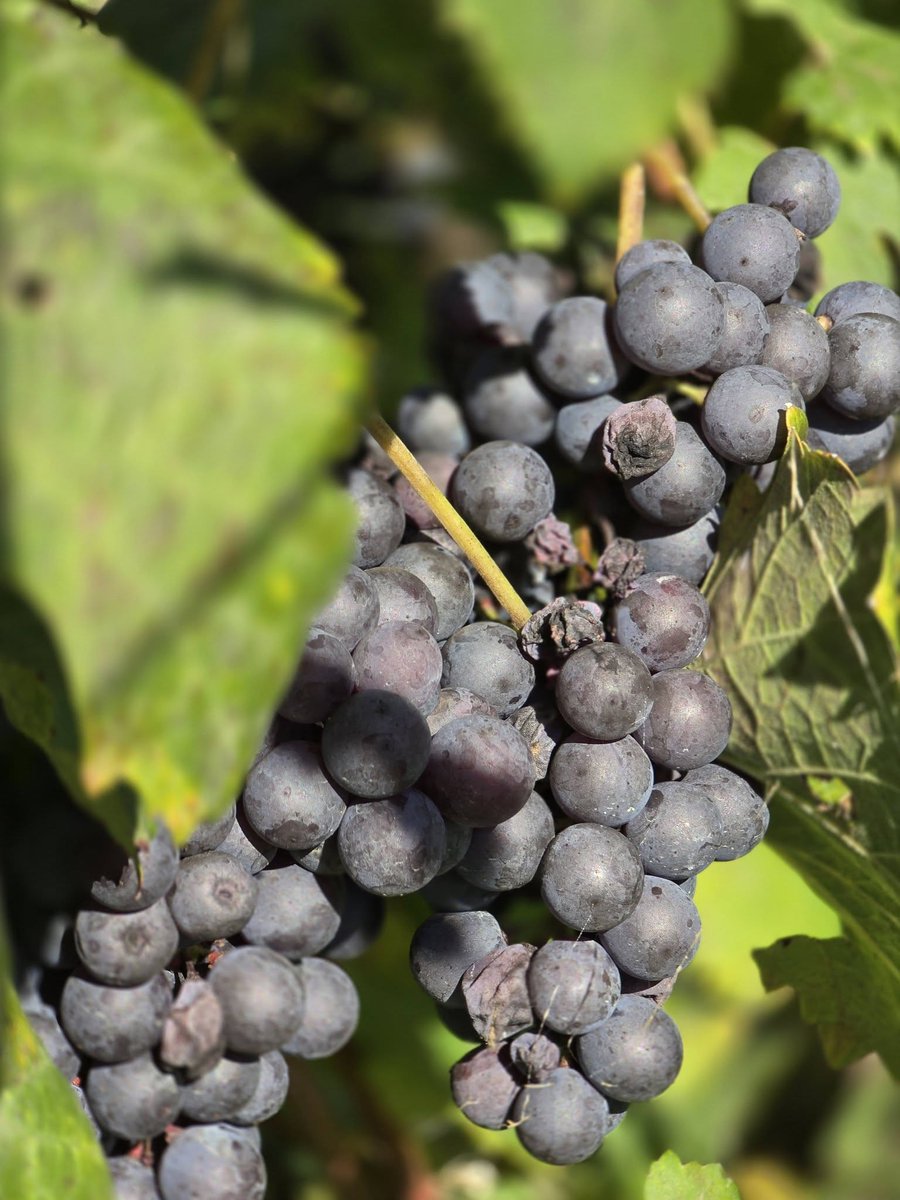 Fabio Fimiani tweet media