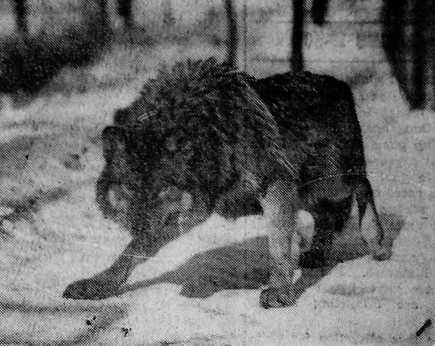 “But he who is hated by the people, as the wolf by the dogs, is the free spirit, the enemy of fetters, the non-adorer, the dweller in the woods.”

—Zarathustra, Chapter 30, Friedrich Nietzsche