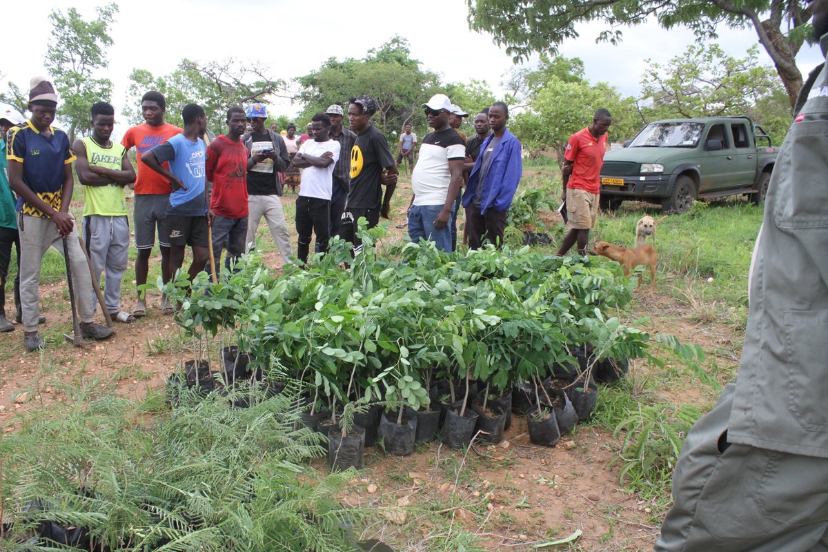 Akashinga tweet media