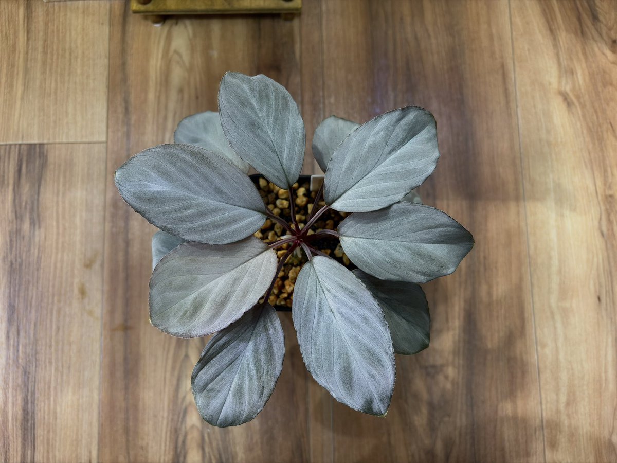 めんたいアクア tweet media