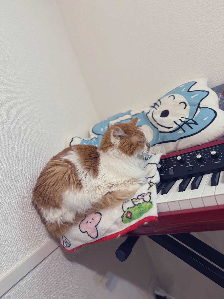 ここ、ブームらしい