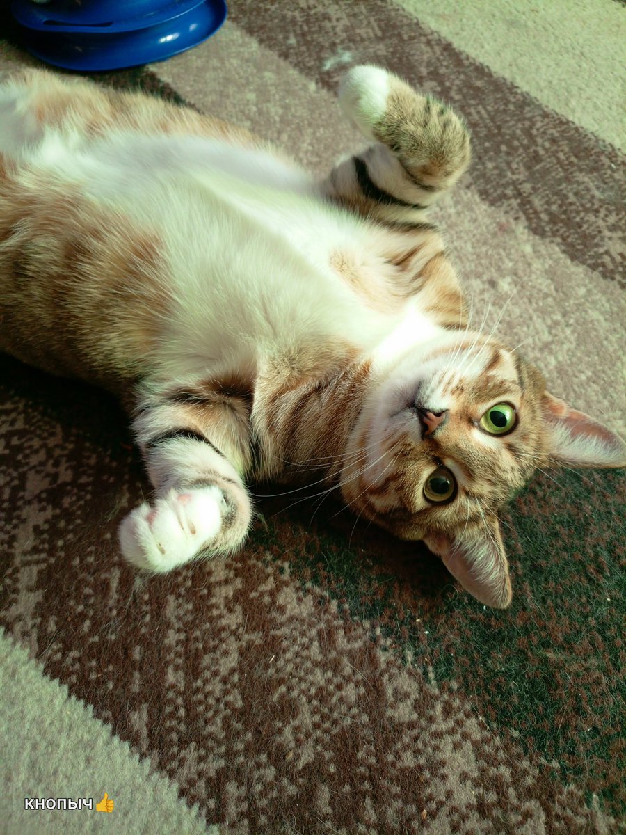 chestyakova's tweet image. Друзья! Всех вас с Новым годом!
Прошу вашей помощи на корм животным. Кто сколько может. Тянула свою пенсию как могла. Очень тяжёлый момент. ПОЖАЛУЙСТА ПОМОГИТЕ! Заранее благодарю репостам и кто поможет.
2202 2081 5265 0603 сбер. Тамара
8 900 572 7895  Тамара