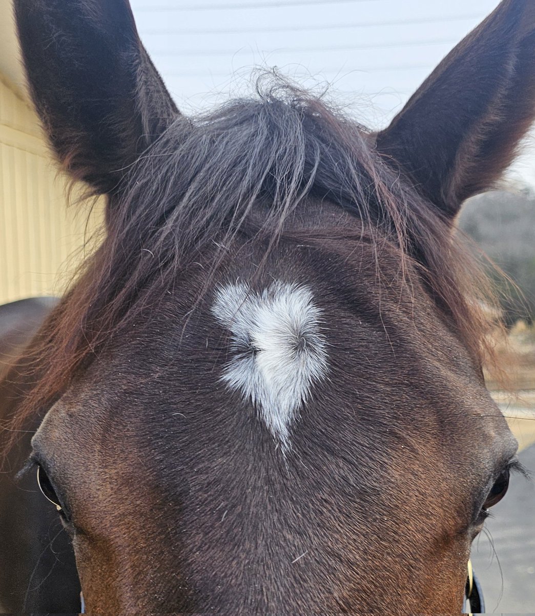 mirumaron5's tweet photo. ダブルハートボンド
499kg

「本人GI勝った自覚あるんですかね？」ってスタッフさんに聞いたら
👦🏻「勝ったあと堪えてたし、皆が沢山褒めてくれたからきっと分かってるとおもう」とのこと☺

気持ちのスイッチの切り替えが
他の馬に比べて瞬時に入る、
さすがGI馬。でも可愛いって
べた褒めでした🫶🫶 https://t.co/VbuncNcS5u