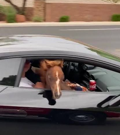 "next race starts in 5 minutes"