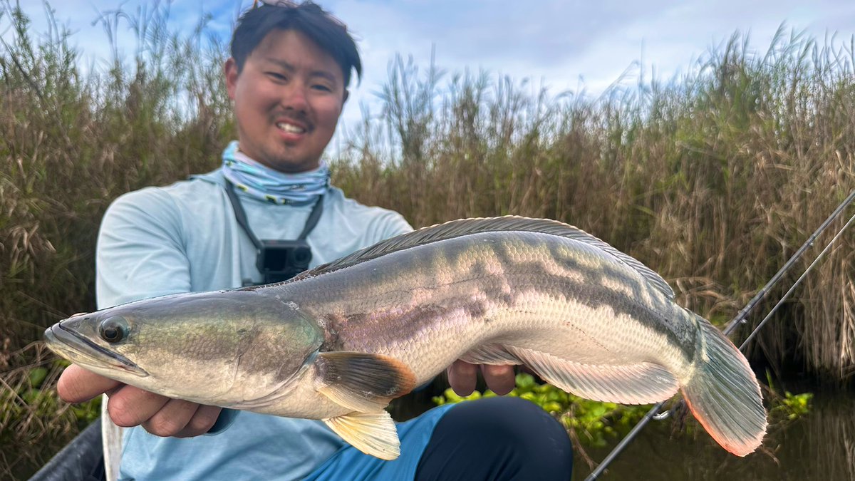 underwater518's tweet image. ハロワンが全然釣れんから戻ってきて夕方までまたトーマン
最後の最後でまたいいサイズが出た！！

#Fishman
#giantsnakehead
#トーマン