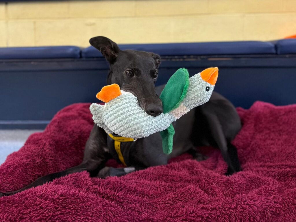 DT_WestCalder's tweet image. Lovely Lavender and her favourite goose toy are looking to start the year in their forever home. 🐾

Could Lavender be the perfect fit for your family? 
Check out her profile here  bit.ly/45eLkoi

#adoptdontshop
#dogstrust
#adogisforlife