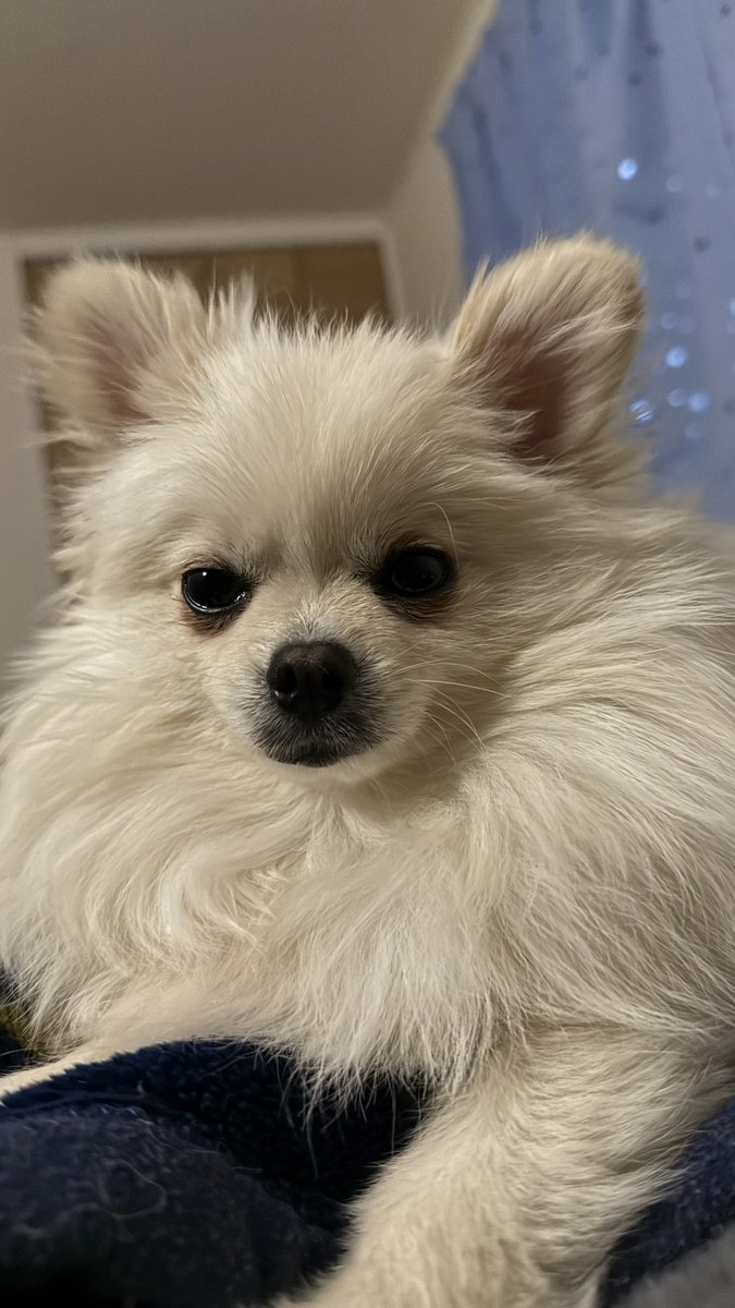 ポメラニアンのにんじゃ家 (@motopii0331) / Posts / X