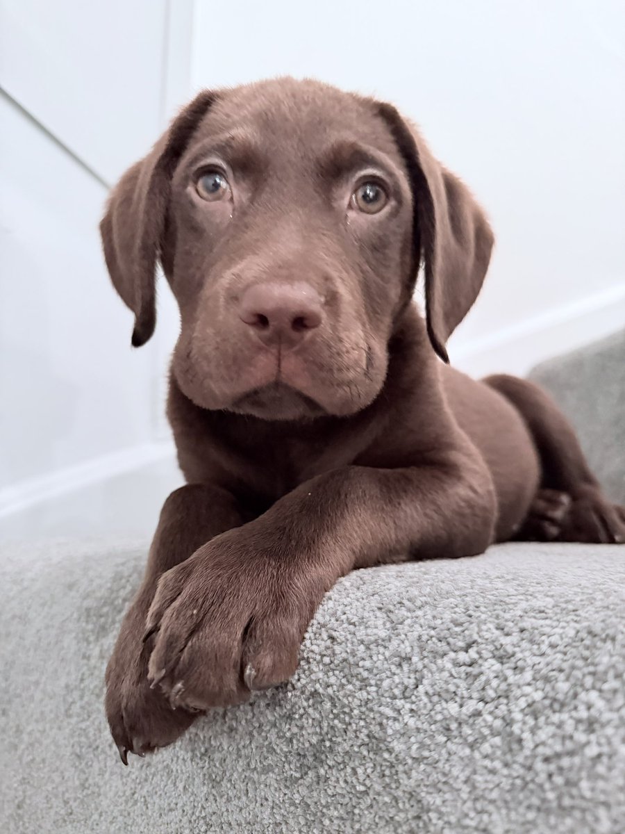DobermanRoxythe's tweet photo. Yep she’s still on the stairs every day 😆
Now the with the added look of “whatcha gonna do about it” also a fabulous song by the #TheSmallFaces
Rosie the #Puppy #Labrador https://t.co/XburLisTEm