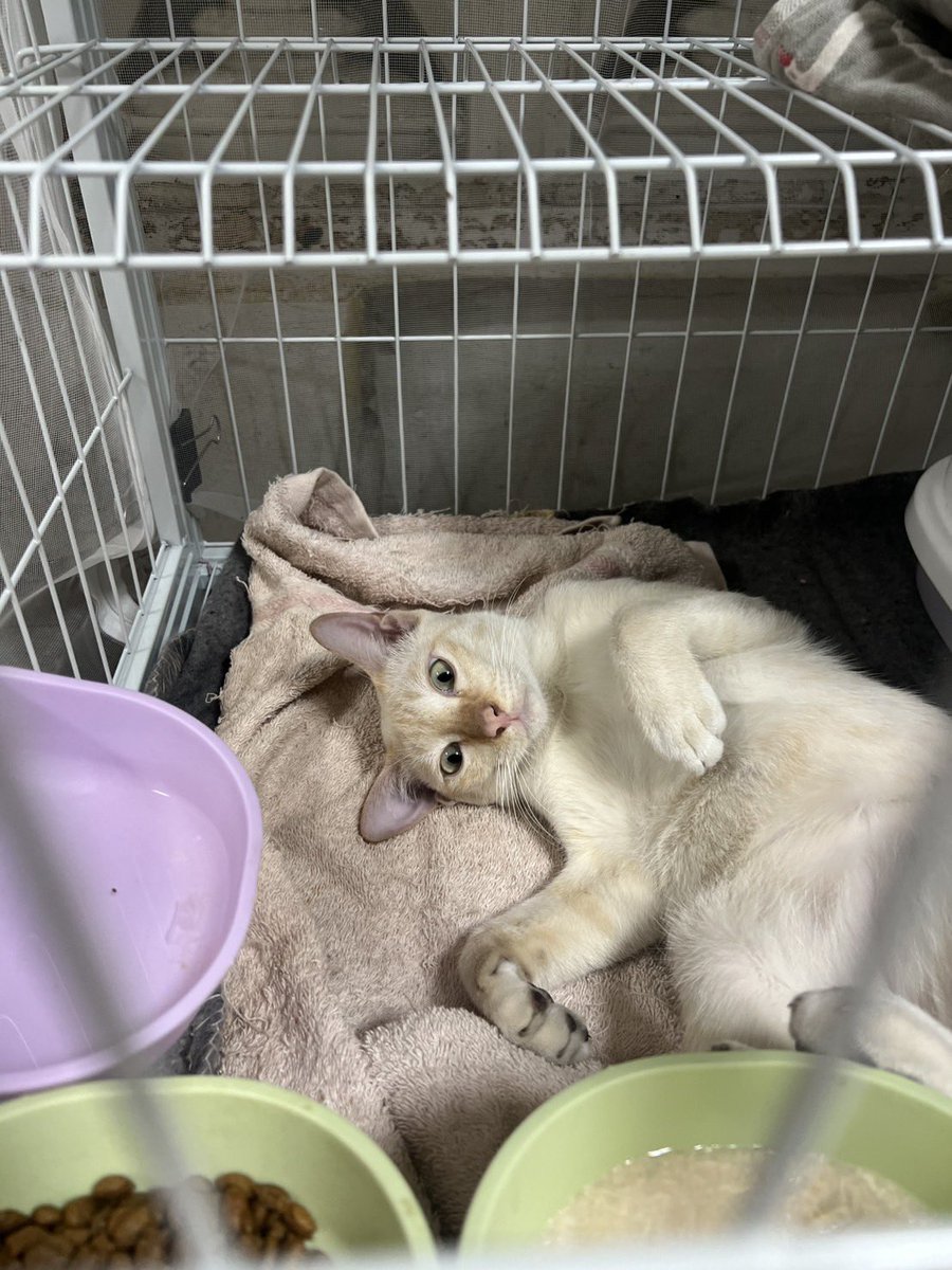 littleyinyinx's tweet image. มีพี่ๆบอกว่าผมสดใสร่าเริงขึ้น คุ้นกับคนมากขึ้น แต่ผมยังไม่มีบ้านเลยคับบ 🥺☁️🏡 ใครสนใจรับปุยเมฆเป็นสมาชิกใหม่ของบ้าน ทักมาได้เลยนะคะ 💌 น้องน่ารักเรียบร้อย ละมุนบอยมากค่ะ