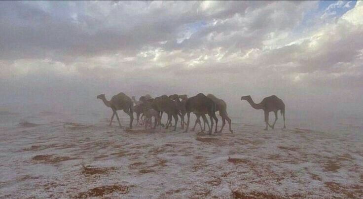 مُهيب tweet media