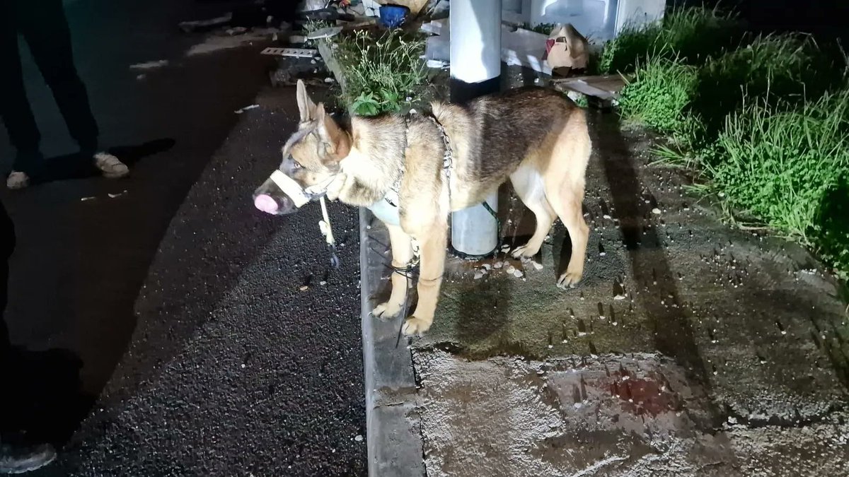 ruben_prz's tweet image. "Abandono y maltrato animal en La Línea: rescatado un perro amordazado y con bridas en las patas."

📰 europasur.es/lalinea/abando…