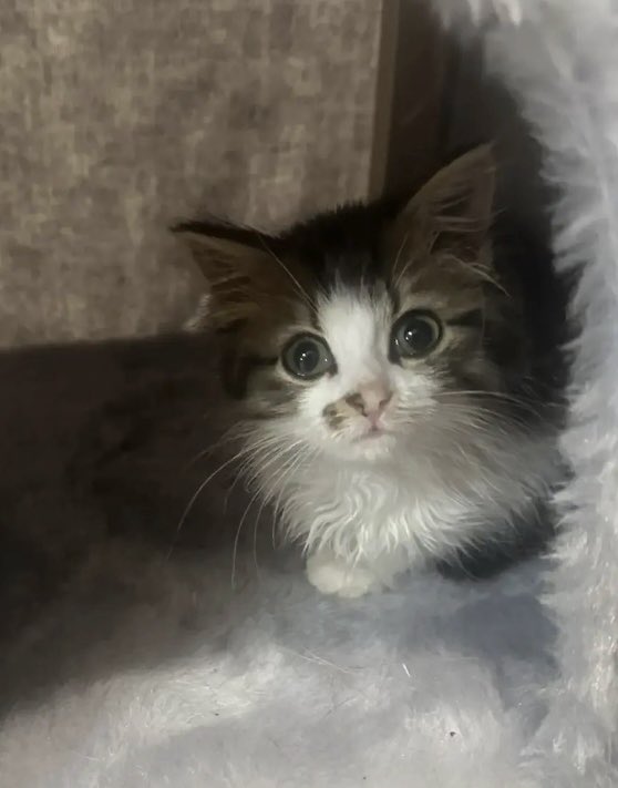 sonnyikisel's tweet image. К сожалению, выжил только один котенок( 
У коллеги, не бросившей в беде малявок, накопились немалые траты за стац, а лечение малявки продолжается, впереди анализы, повторные обработки и проч. 
Размещаю номер ее карты: 
Сбер 5336690012093540 Надежда В.