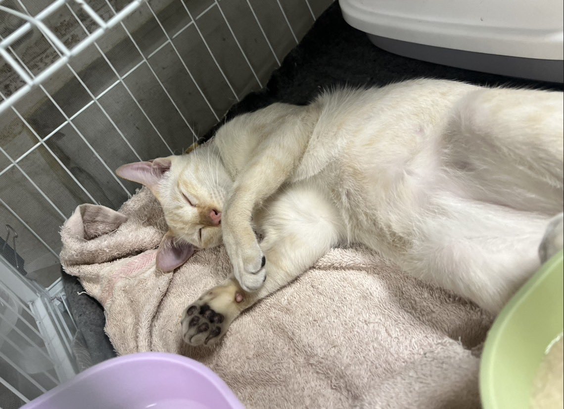 littleyinyinx's tweet image. อยากให้ปุยเมฆได้บ้านมากๆ อยากให้น้องได้มีที่เดินเล่น วิ่งเล่น มีคนดูแล🥺 ปุยเมฆเป็นแมวจรที่อาจารย์ที่คณะช่วยเหลือมา เพราะสถานที่ไม่พร้อม ปุยเมฆเลยได้อยู่ในกรงเป็นส่วนมาก มีอาจารย์คอยใส่สายจูง หิ้วตะกร้าพาไปเดินเล่นบ้างแต่ก็น้อย ตอนนี้ทีมพี่เลี้ยงทุกคนหวังว่าน้องจะได้บ้านไวๆ 🙏🏻😭