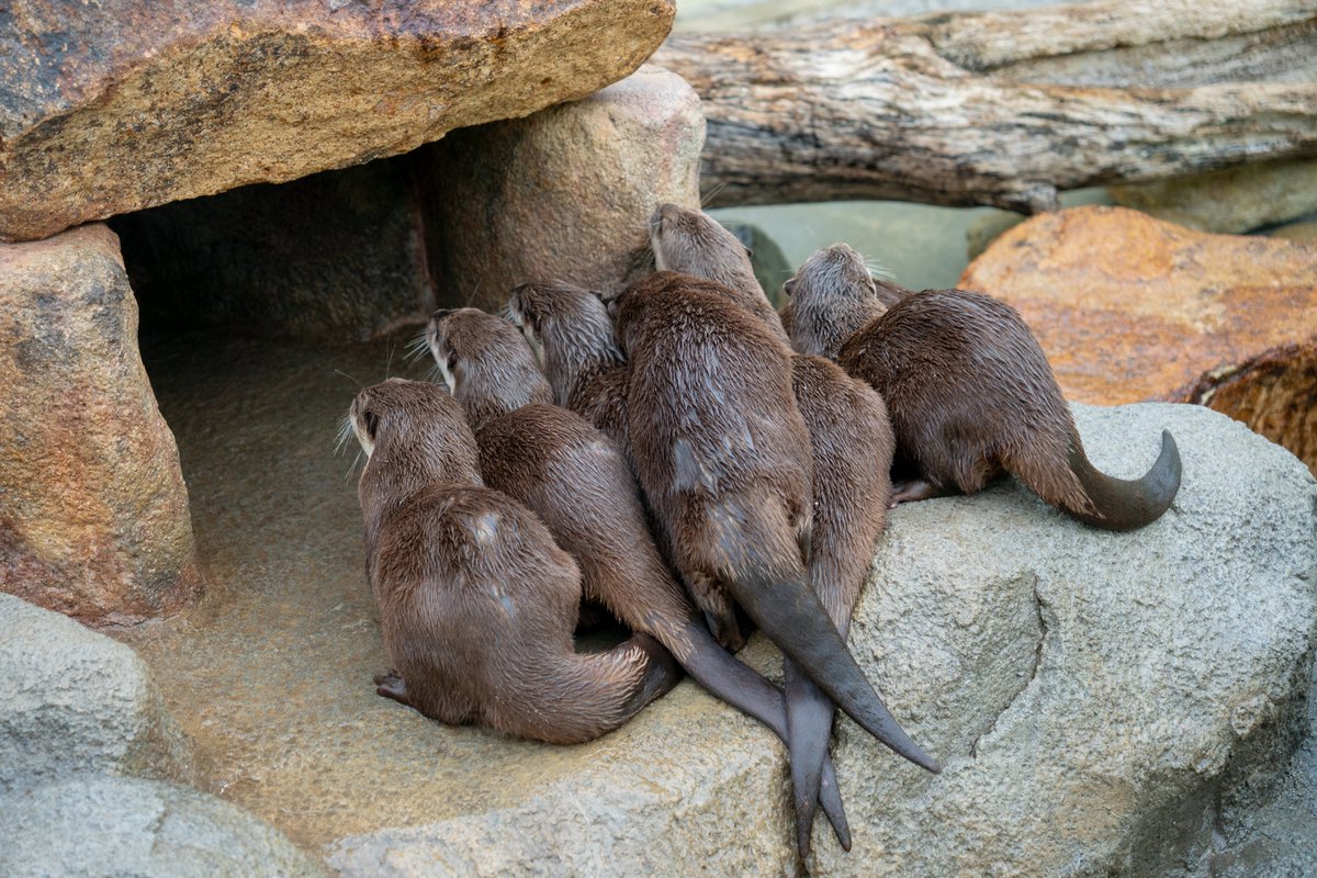 圧巻の8頭飼育 #徳山動物園 #コツメカワウソ