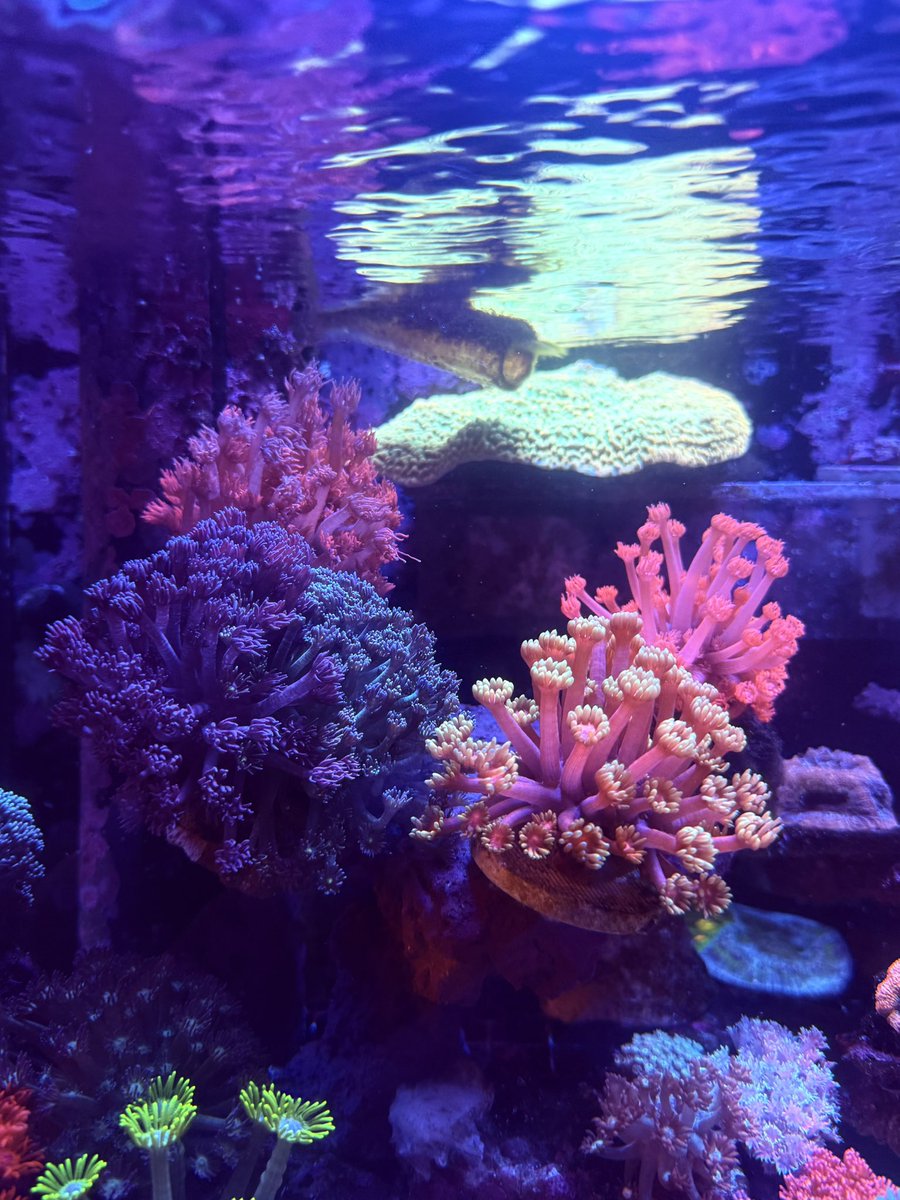 ハナガサの森のレイアウトの高さを足した✨🪸