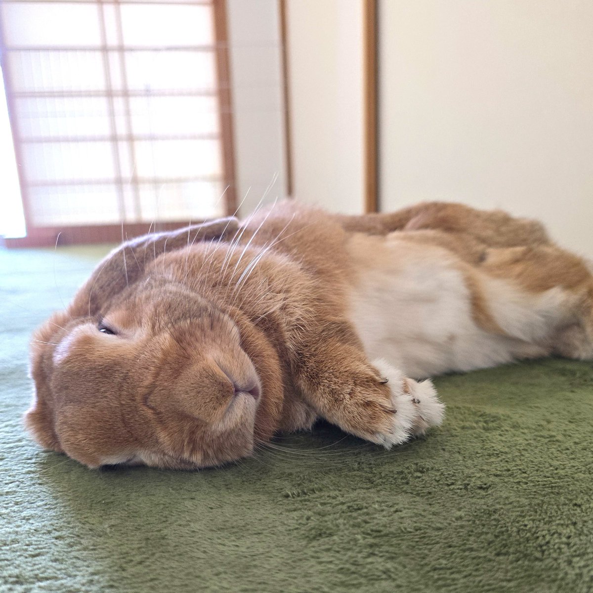 Post by うさぎのはな on X: 🐰💤