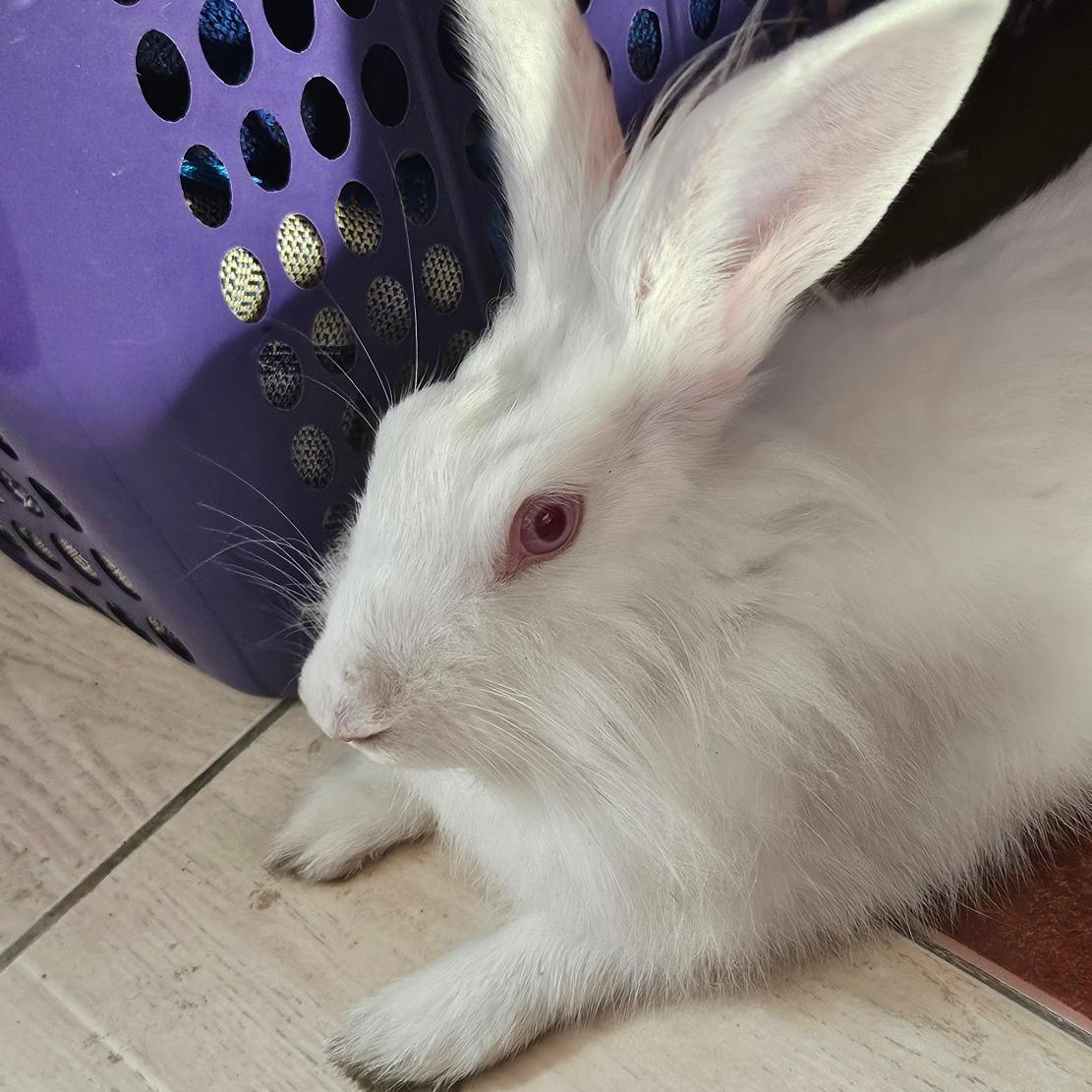 artyfiber's tweet image. ?? guys does my bunny actually look like that one painting of a rabbit holding a clock??