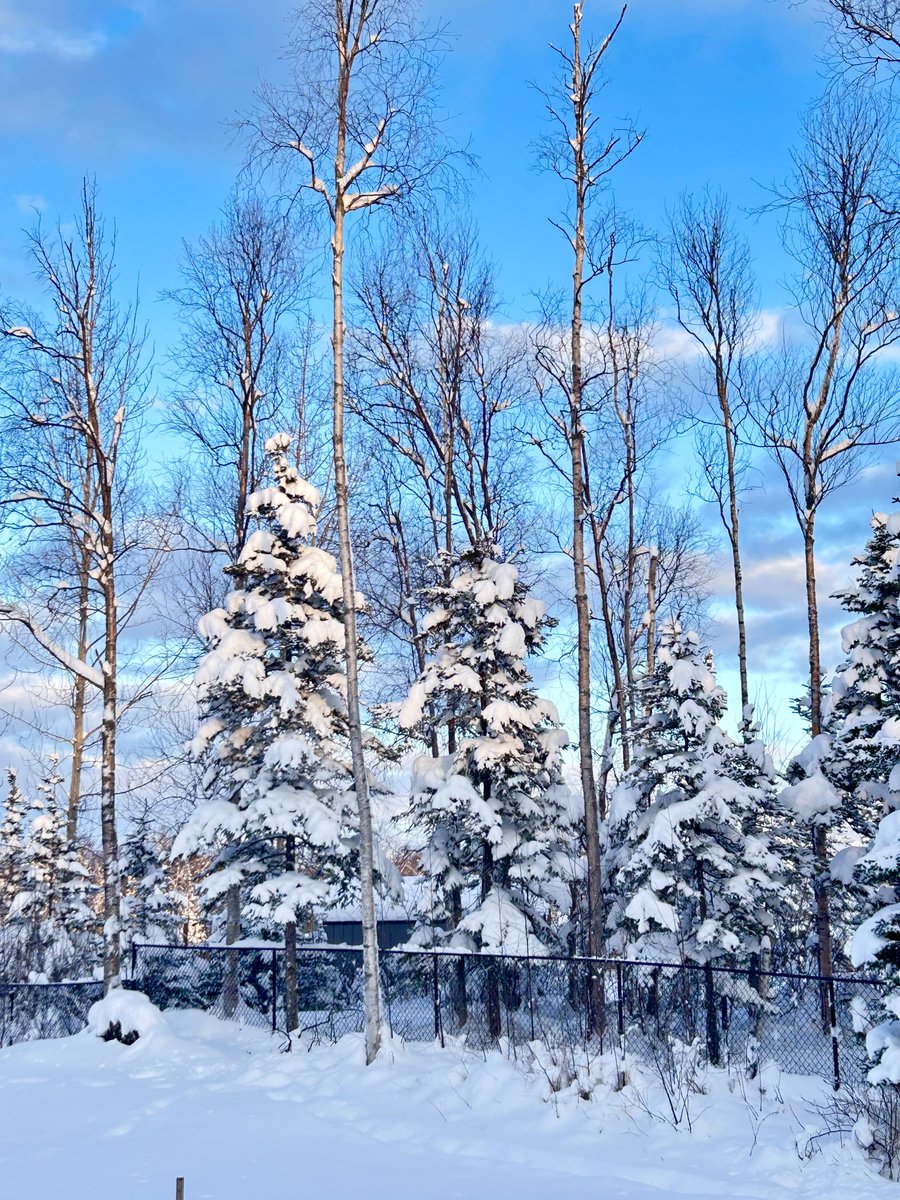 janetchart's tweet image. We had the most beautiful blue sky today that looked beautiful with the snow covered trees.