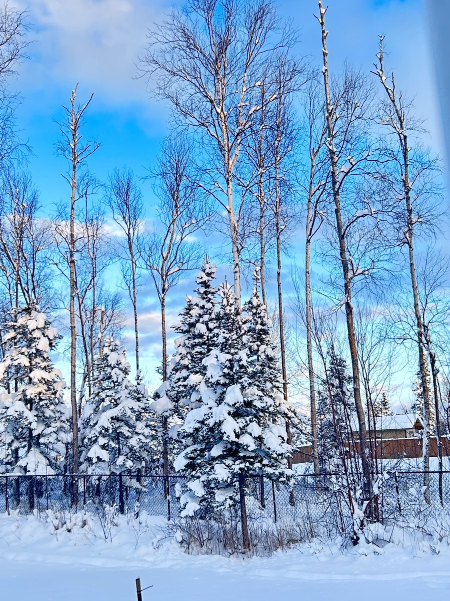 janetchart's tweet image. We had the most beautiful blue sky today that looked beautiful with the snow covered trees.