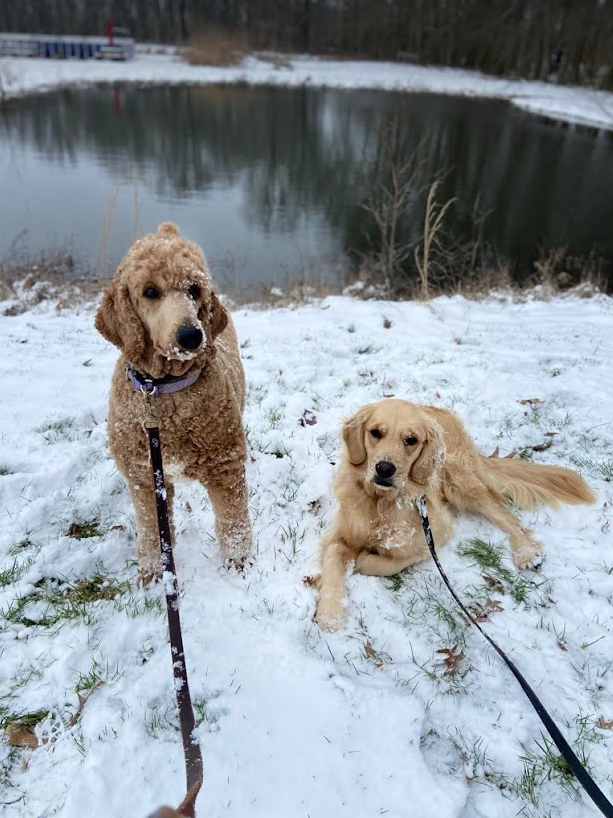 84DogsHelp's tweet image. Show us your snow dogs! ❄️🐶
Share a pic of your pup enjoying winter—or staying cozy inside.
#WorkingDogsForVets #DogsofWinter