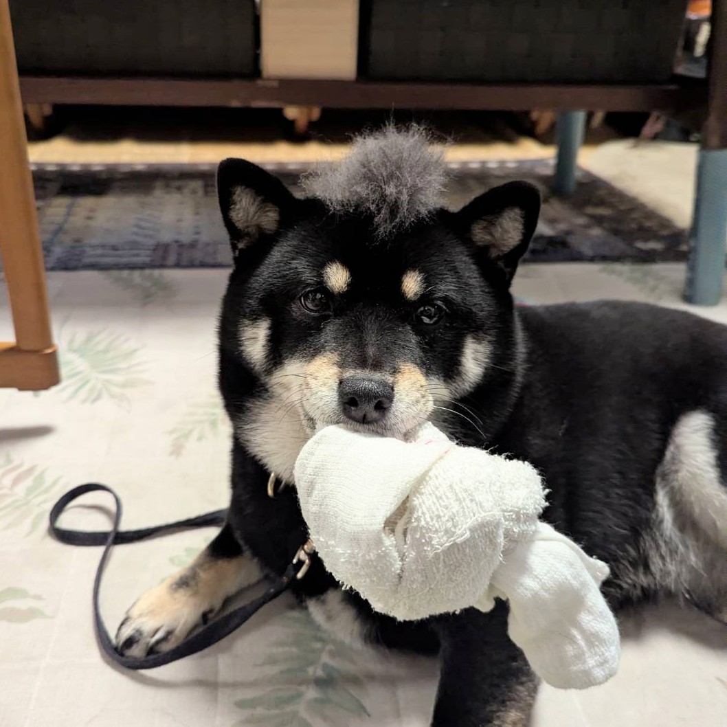 豆柴さくら🌸 (@mame_sakura0426) / Posts / X