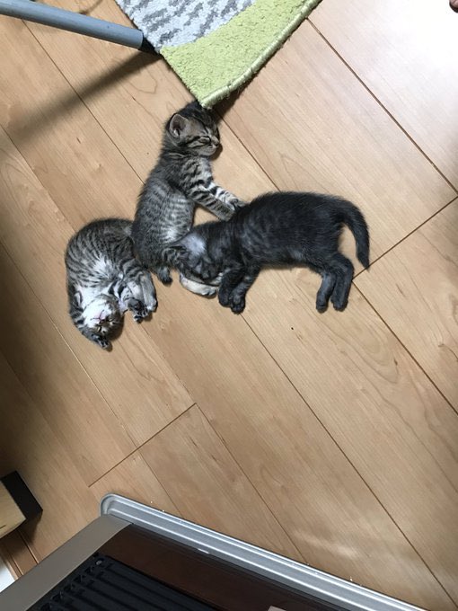 A1P4CA's tweet photo. 【速報】
猫は生後５週間にもなると
ストーブの前でこうなることが
実証されたようです https://t.co/PKtGEkPQmH