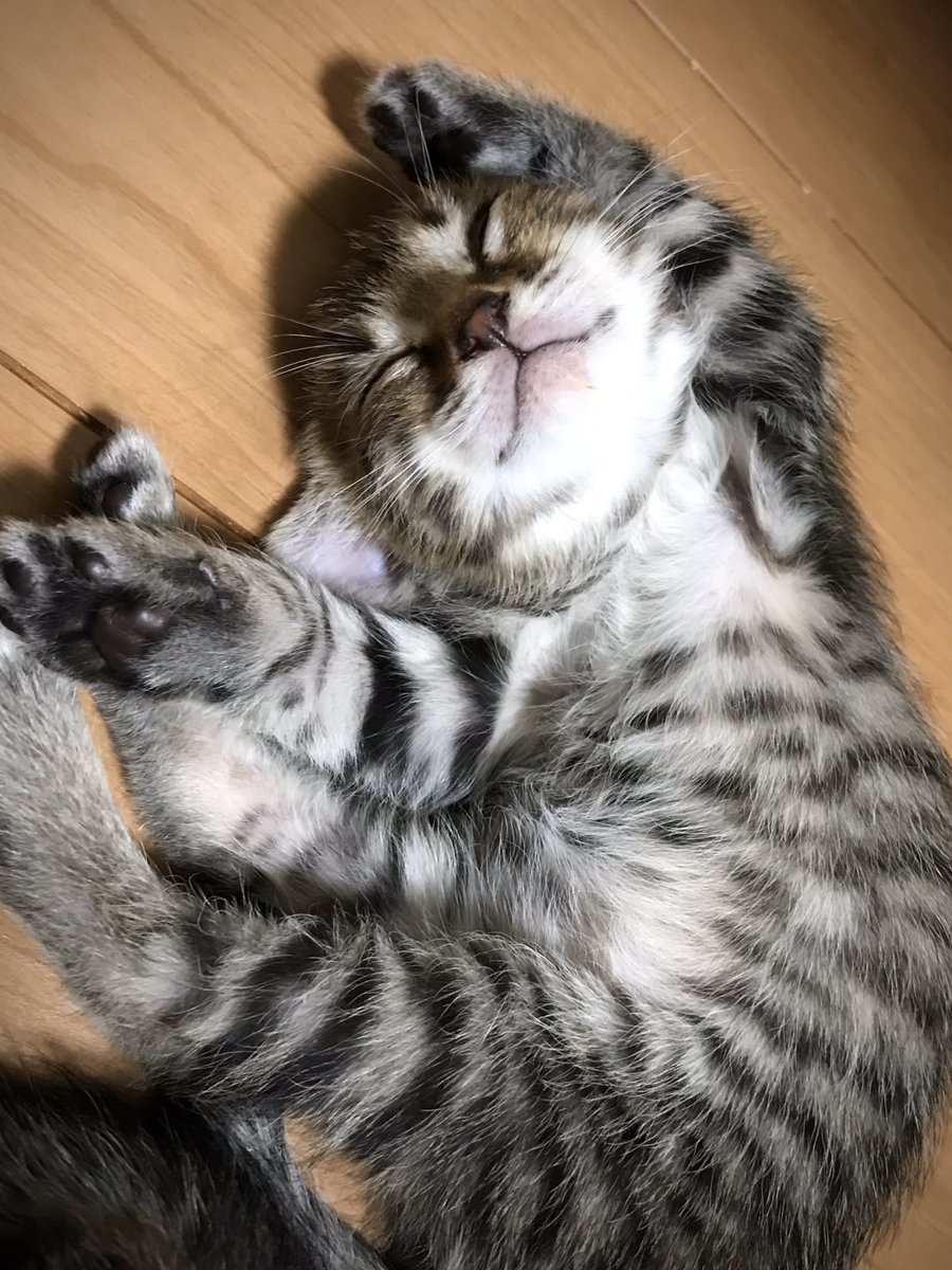 【速報】
猫は生後５週間にもなると
ストーブの前でこうなることが
実証されたようです