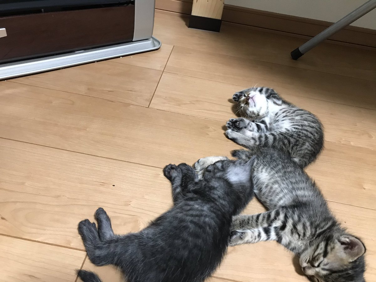 A1P4CA's tweet photo. 【速報】
猫は生後５週間にもなると
ストーブの前でこうなることが
実証されたようです https://t.co/PKtGEkPQmH