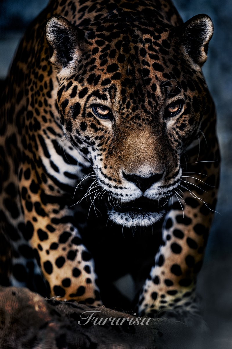 むぎ (@mugimugi_z) / Posts / X