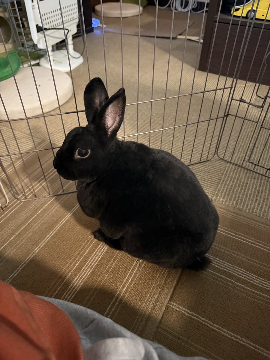 くろいうさぎたち🐰 (@wu51411) on X