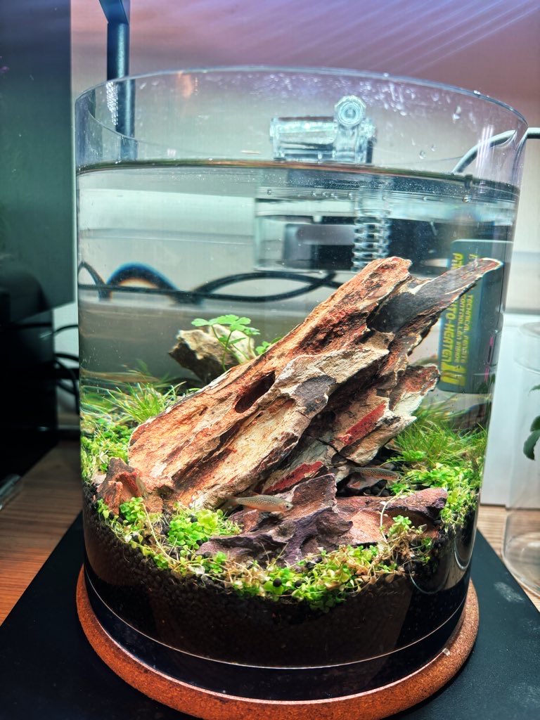 トキワ🌿 (@tokiwa_aquarium) / Posts / X