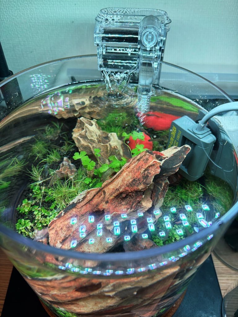 ✨✨✨オキナワアコウ【◎ガジュマル種】検/サービス品♪ マルキュー（MARUKYU） アミ姫 ハピネスサイズ 1200g アジ・イワシ等