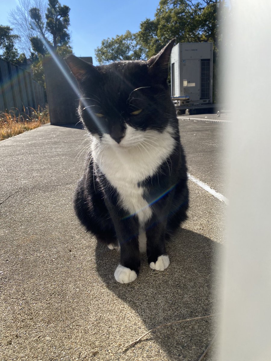 Post by にゃん太郎 on X: こんばんニャ😸