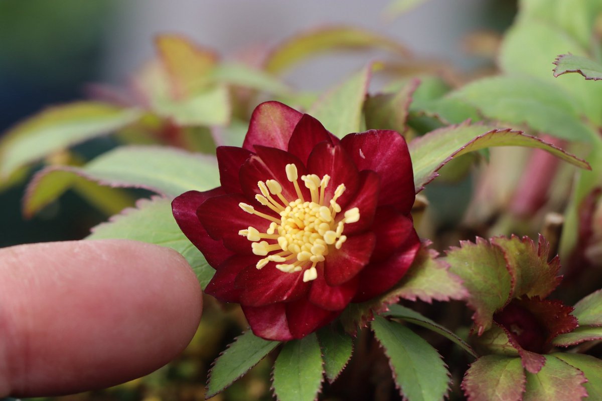 ミスティークダブル 2シーズン前の親株 3年目も小さいと・・・ 熱も