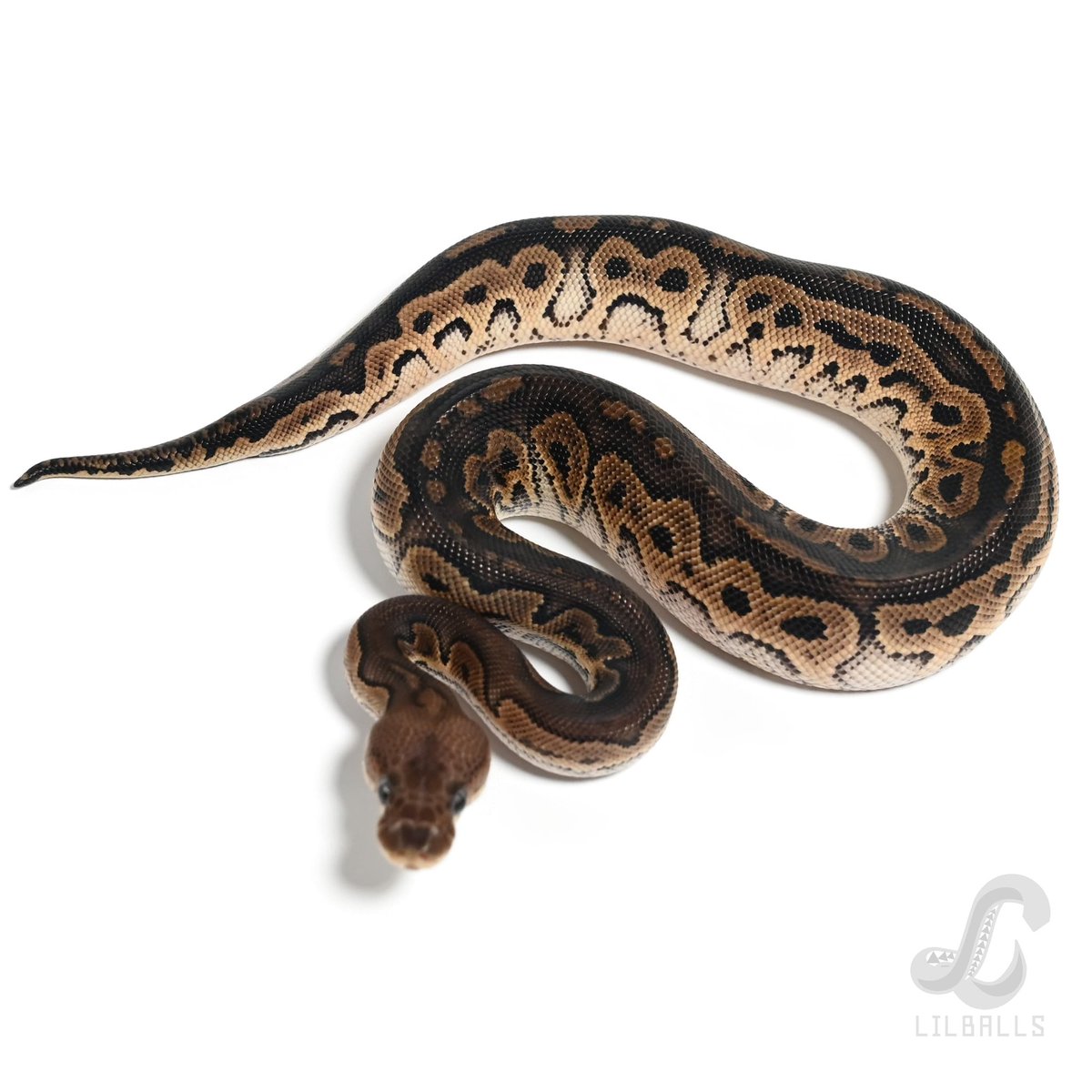 lilballs0905's tweet photo. Cinnamon Clown ♀
¥ 60,000

販売中です

https://t.co/ZTTOEwV6jI

#ボールパイソン 
#LilCB https://t.co/clFHmksl4S