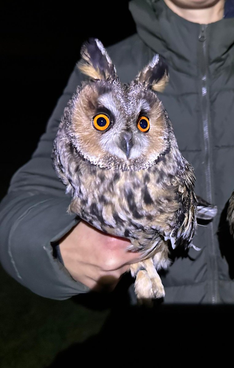 Waveney Bird Club tweet media
