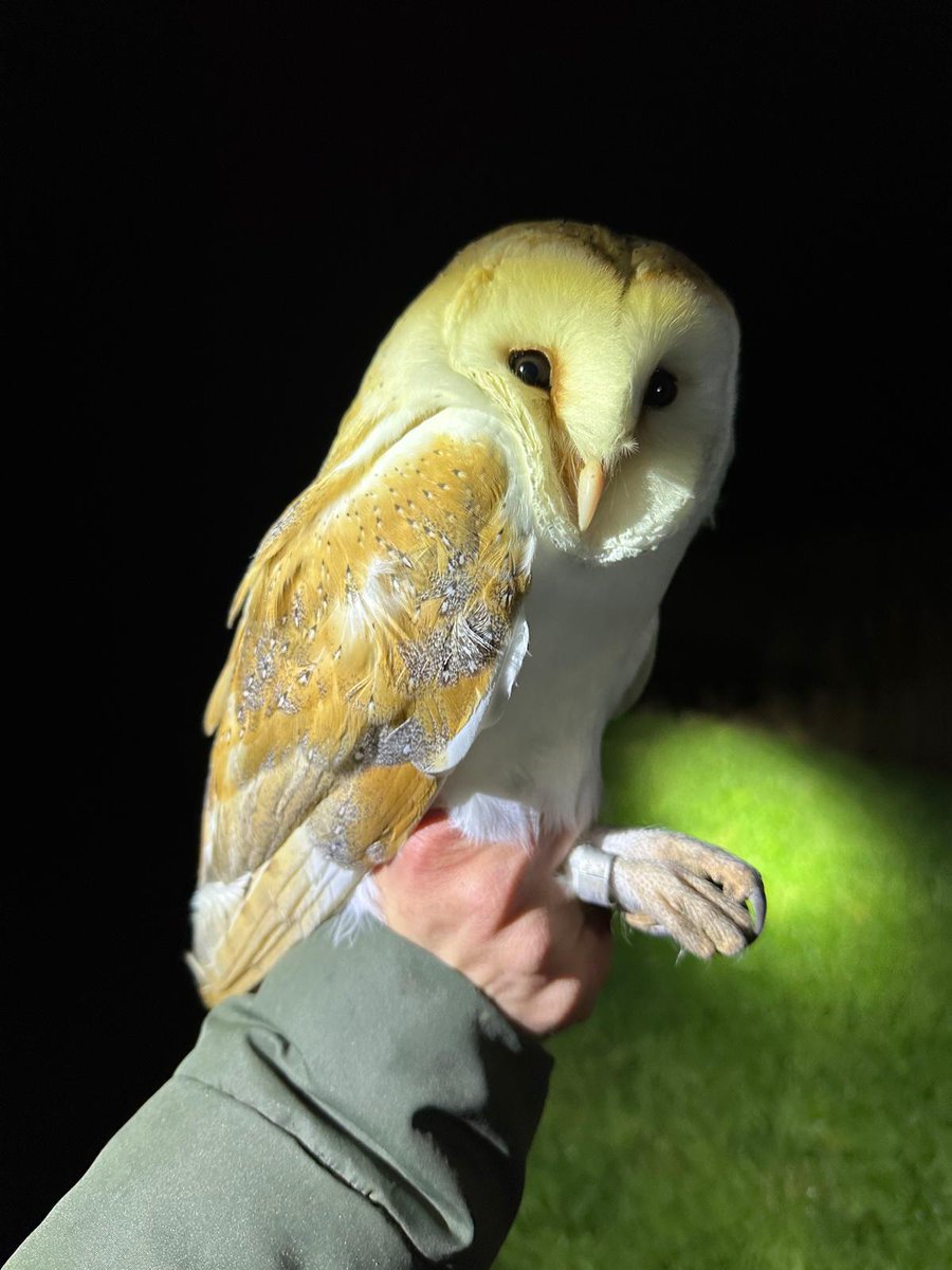 Waveney Bird Club tweet media