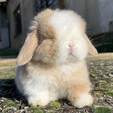 tosyongzip's tweet image. 