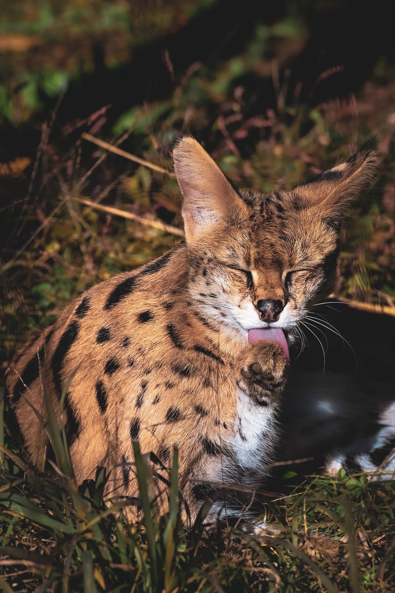 むぎ (@mugimugi_z) / Posts / X