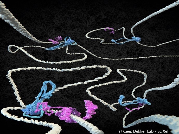 🧬 How do chromosomes get their shape?

Cees Dekker @TUDelft shows that molecular motors called condensins actively loop and twist DNA, shaping chromosome structure the way we know it and influencing how our genome functions.

👉 europa.eu/!rFHNNP
#GeneEditing 
<a href="/CORDIS_EU/">EU Research Results</a>