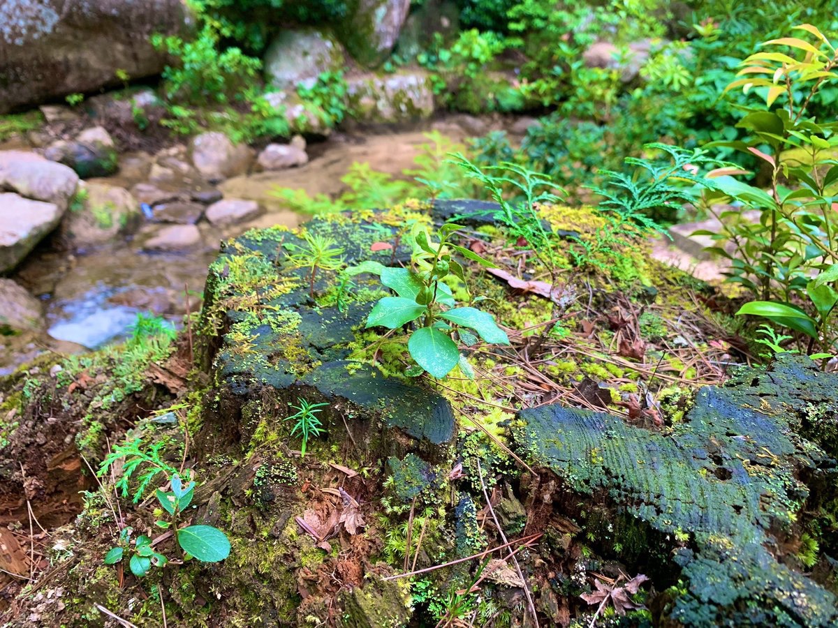 昂っているとき、思考や内省での意味づけによるコントロールはむずかしい。
動きでほどいていく。
（いつでもできる深呼吸・タッピングなど）

より穏やかで自然な領域に意識は移行する。
すべてがあなたのホームから展開される。