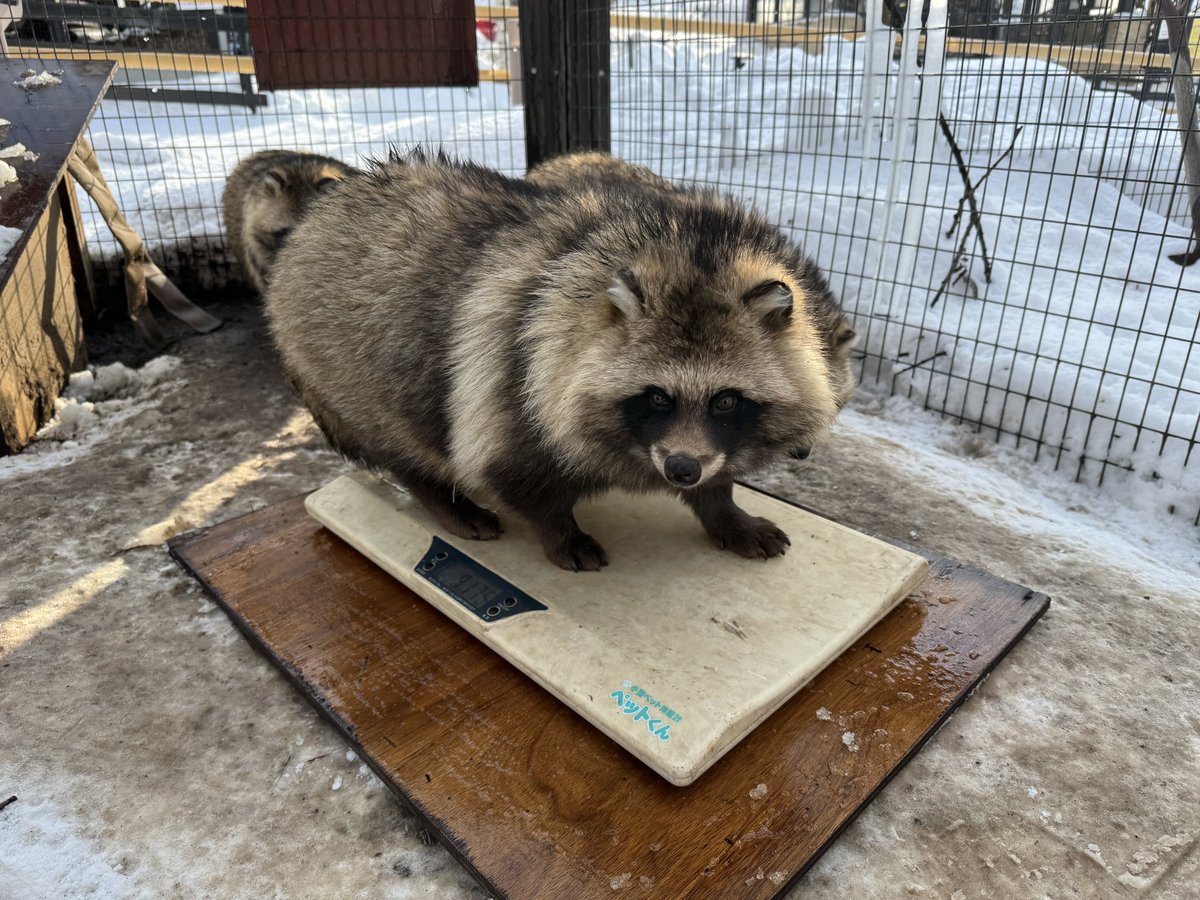 今週のエゾタヌキのこたろう

体重測定をしました。
9.15kgでした。

#旭山動物園　#asahiyamazoo
#エゾタヌキ　#tanuki   #こたろう
#北海道小動物コーナー
