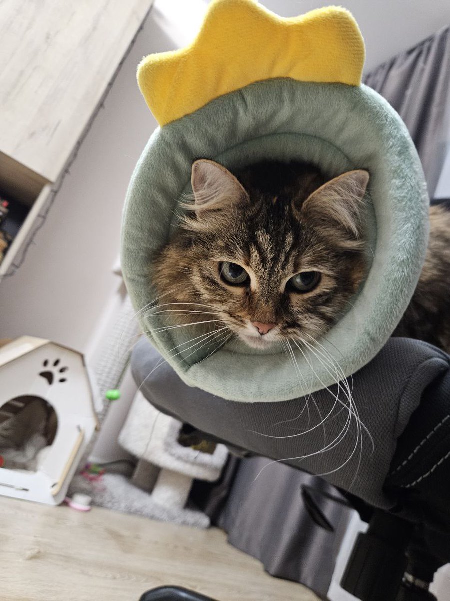 teacherrka's tweet image. Сплюшенька прошла заключительный этап операции по удалению зубиков 🥹 помогите пожалуйста нам оплатить операцию если у вас есть такая возможность 💔

tbank.ru/cf/1IVzmWzbWzo

messenger.online.sberbank.ru/sl/UXlNoMYIyl7…