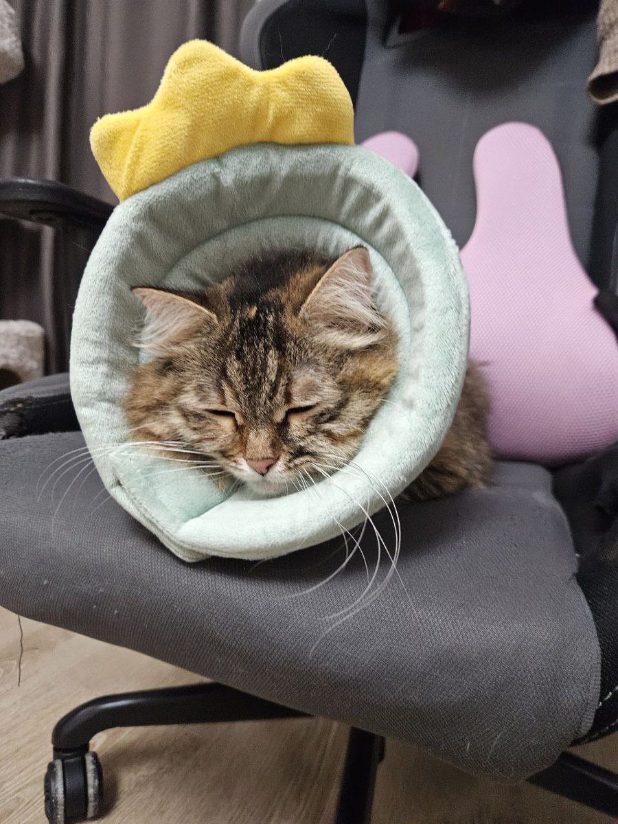 teacherrka's tweet image. Сплюшенька прошла заключительный этап операции по удалению зубиков 🥹 помогите пожалуйста нам оплатить операцию если у вас есть такая возможность 💔

tbank.ru/cf/1IVzmWzbWzo

messenger.online.sberbank.ru/sl/UXlNoMYIyl7…