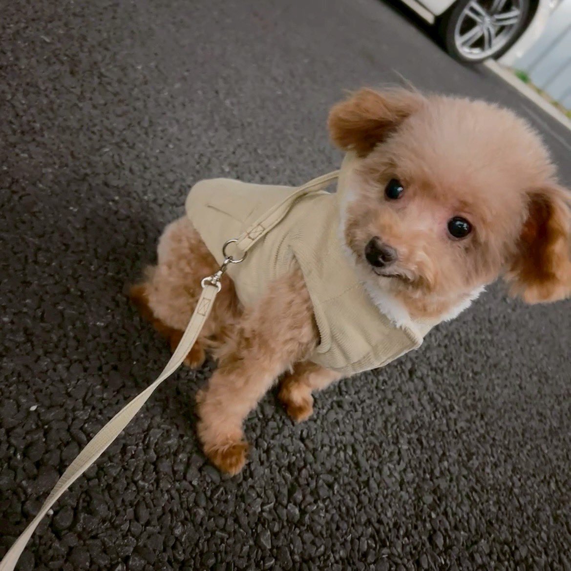 親バカです

控えめに言ってウチの子、めっちゃ可愛い✨