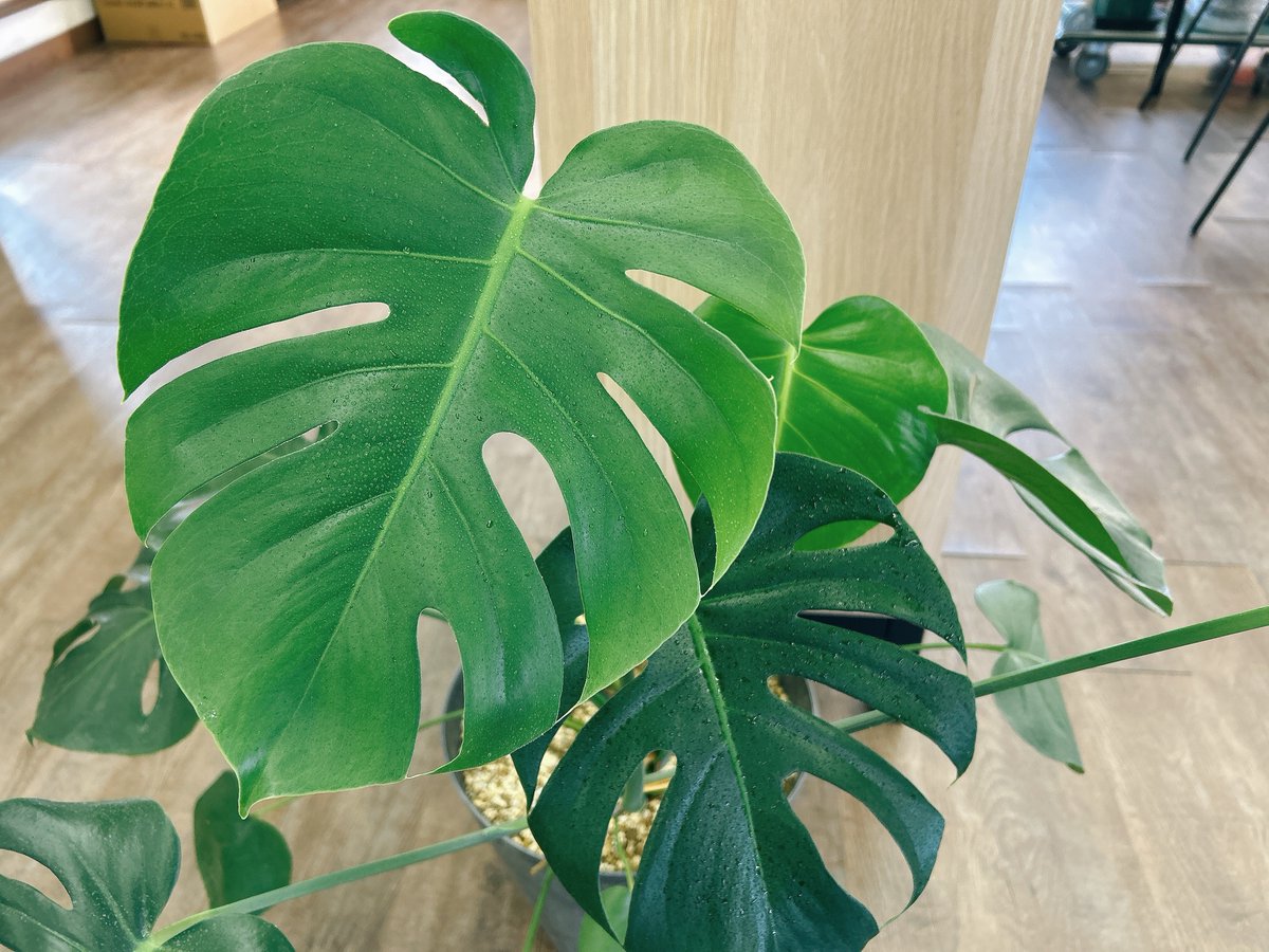 今日も朝から葉水🍃ｼｭｯｼｭ

冬は観葉植物に毎日の水やりは不要ですが
葉水（霧吹きは）毎日おこなうのがおすすめ◎

潤いをキープして葉の汚れを
落としてピカピカにする効果も🍃

葉水する＝葉の周りの空気を動かすので
病気や害虫も防いで健康を保ちます🌸