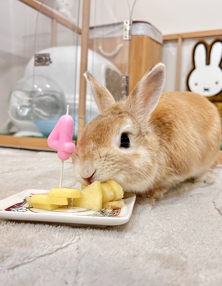 うるちゃん4歳になりました🎂

久々のバナナとりんごに大興奮で、まともな写真がほとんど撮れませんでした😂

諸説ありますが、うさぎの4歳は人間では約40歳😳

健康に気をつけて、たくさん長生きしようね✨
家族揃っての誕生日会は後日やります！

皆さま今年もよろしくお願いします🙇🏻‍♀️