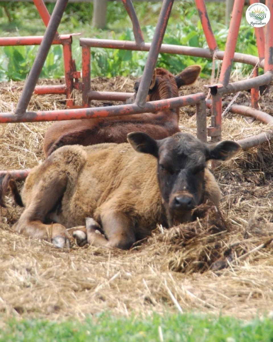 MoCoOAG's tweet image. Young livestock stay warm during winter with bedding, shelter, and attentive care from farmers across Montgomery County.
#LivestockFarming #MoCoAg #WinterCare