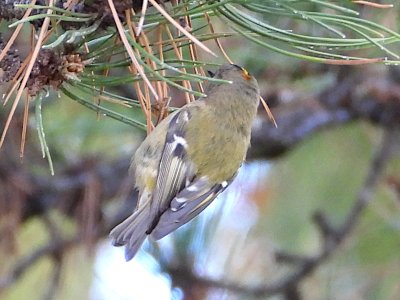 Animalandia tweet media