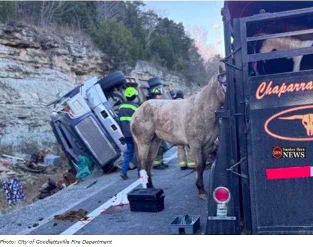 drgraden's tweet photo. Sumner County TN Firefighters Honored for Heroic Interstate Horse Rescue  https://t.co/VxTW3eLTxO https://t.co/aSaemZaHuj